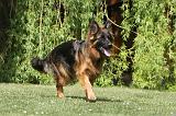 BERGER ALLEMAND 082